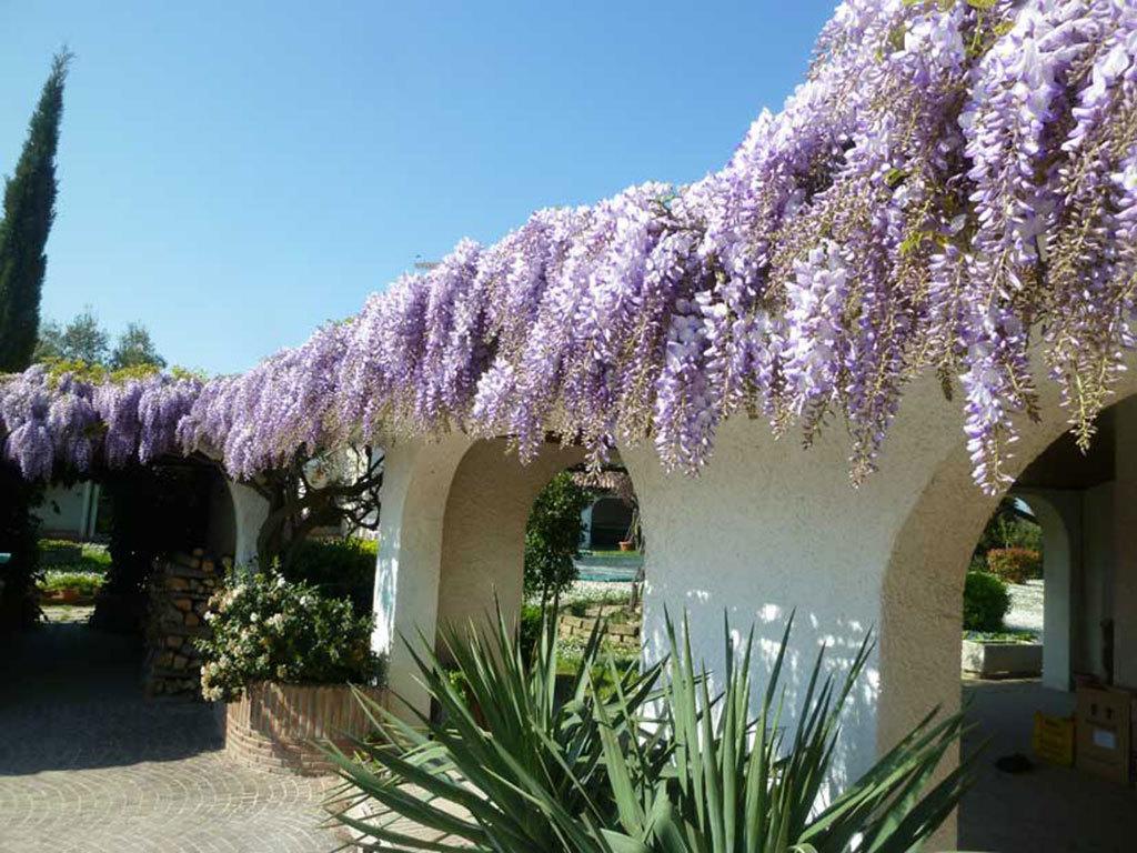 Villa Dolcevita San Costanzo 外观 照片